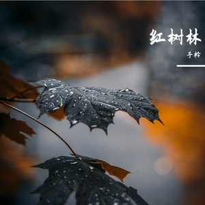 红树林-整曲 伴奏