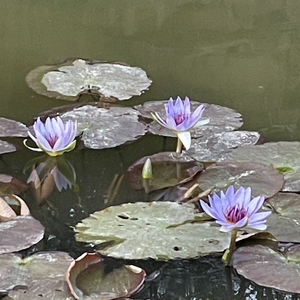 星穹下的相遇.wav