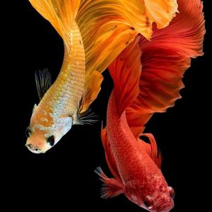 中文狂飙沈阳最摇摆上劲风暴MelbournE慢摇大碟