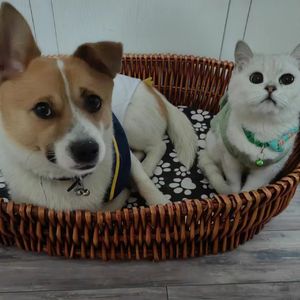 城南的秋天 伴奏