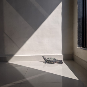 मोबाईल वर रेकॉर्ड करतय