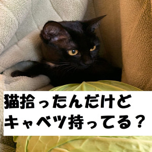 猫拾ったんだけどキャベツ持ってる?