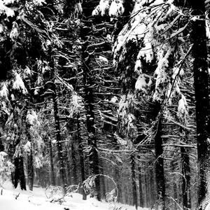 Abstrakter Wald X