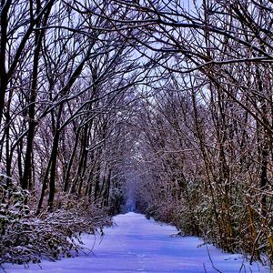 梨花带雨（snow with rain）