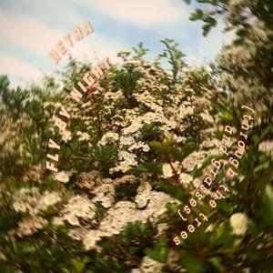 Fly by Night (through the trees and grasses)