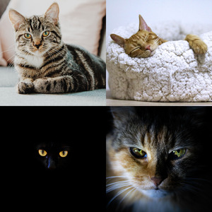 柔和的可爱猫咪时刻