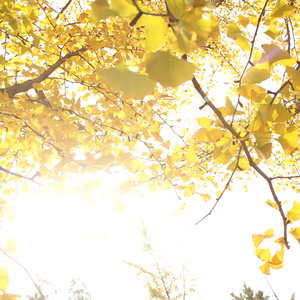 爱情转移（翻自 陈奕迅）