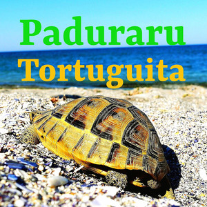 Tortuguita (Festival Music)