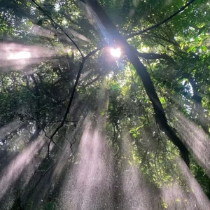 想要你的爱（伯贤beautiful）中文版