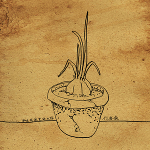 种在花盆里的大蒜