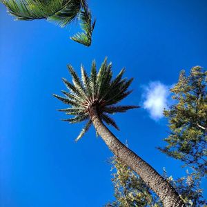 BonBon（骗局 / 霖逍 Remix）