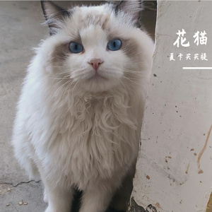 花猫