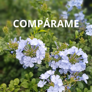 Compárame