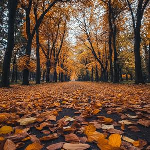 Autumn Park Walk