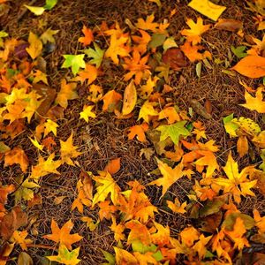 落叶 （初发版）