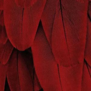 羽(prod.by Morrow x Aye叶师傅)