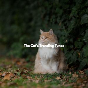 Grand Ambience for Chilled Morning Vibes