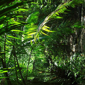 Vision Realm Eternal