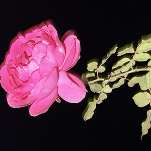 《二十三楼窗外的月亮》