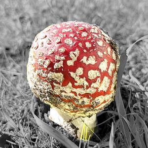 Mukhamori (feat. dr.shakes & Finik) (Deetoo Remix)