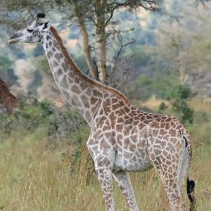 Height subliminal, grow to your desired height