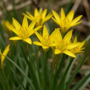 Шончалайым