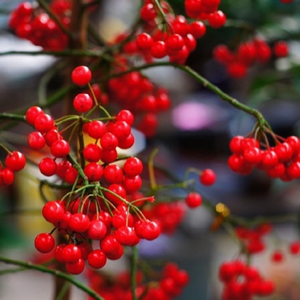 相思泪雨纷飞（新版）