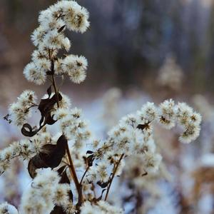 FLOR DE INVIERNO