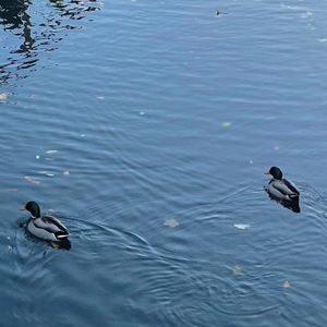 深蓝（Cover.陈婧霏）