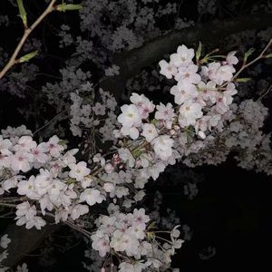 Черная любовь