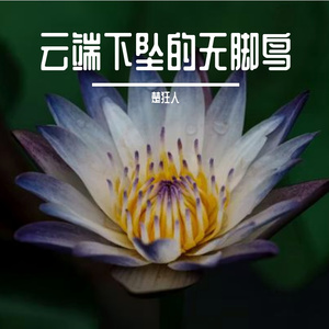 云端下坠的无脚鸟