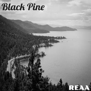 Black Pine