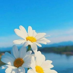 花间一壶酒