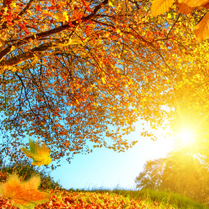 Once in the Autumn