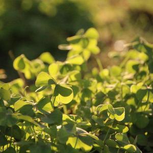 当爱已成往事(cover张国荣）