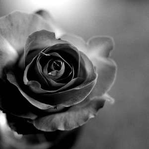 枯萎的花（Prod by ShArP & Lost Time）