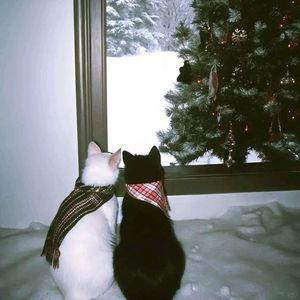 [Free]"圣诞爱"-Romantic Guitar Type Beat