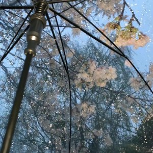 失落盛行(cover郑润泽)