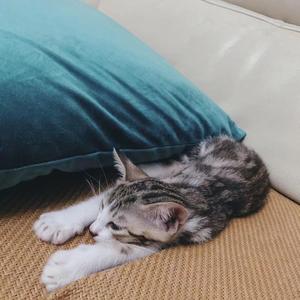 晚安.重庆(cover)