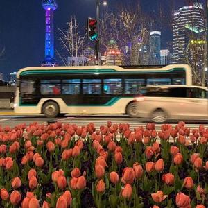 董小姐（翻唱）