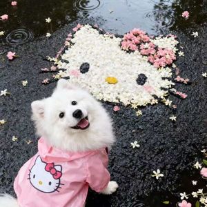 来还是不来我都在等你