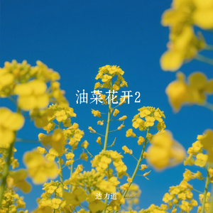 油菜花开2