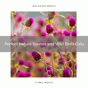 The Cicadas, the Wild Birds and Soothing Nature Sounds pt. 2
