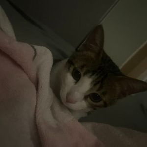 原来冬天是没有蓝莓的