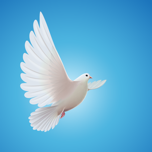 白鸽乌鸦相爱的戏码 伴奏