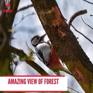 Constant Wind Soft Rain