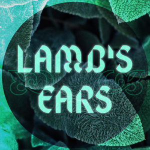 Lamb's Ears
