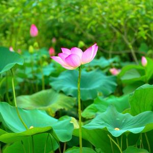 南无孔雀明王心咒 (狮子吼)