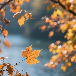 风吟叶落知秋凉