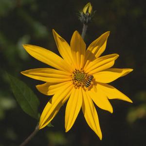 敲锣打鼓贺新年